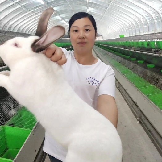 嘉祥县伊拉兔，八点黑兔，伊普吕肉兔多少钱一只？