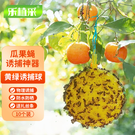 阳江诱蝇球瓜果实蝇诱粘剂柑橘大实蝇粘虫球诱捕针蜂药果蝇引诱剂