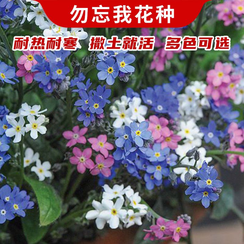 南京勿忘我花种子，多年生宿根花卉耐热耐寒庭院阳台盆栽种籽四季种植