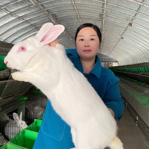 新西兰兔，白兔，大白肉兔，肉兔子热销产品