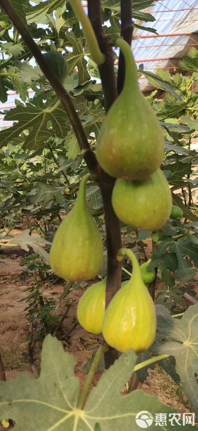 芭劳奈无花果苗 大芭无花果苗 香蕉无花果苗