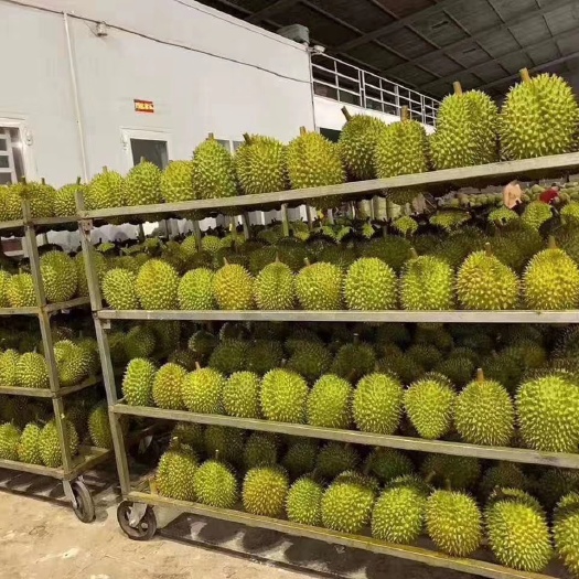 东兴市榴莲批发零售