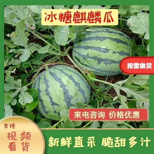 湖南常德澧县新鲜美都西瓜 有籽瓜果现摘现发