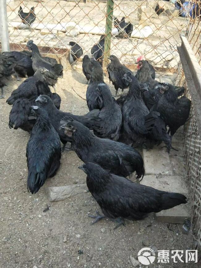 五黑鸡苗 脱温五黑鸡苗半大五黑鸡苗 五黑一绿年产蛋300枚