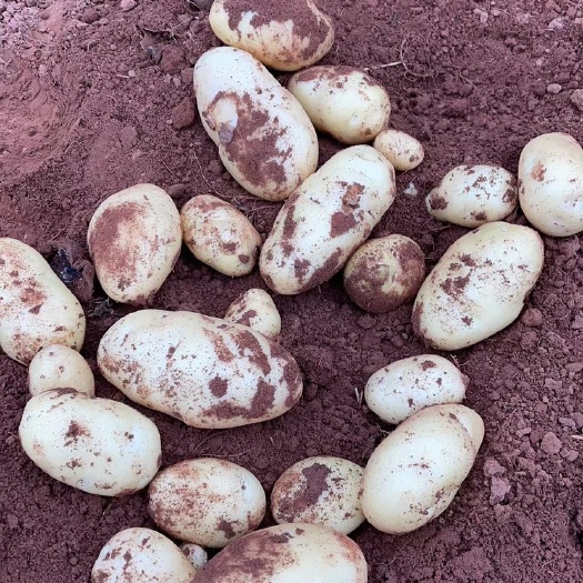 黄心黄皮黄肉荷兰15-8，2两以上通天货