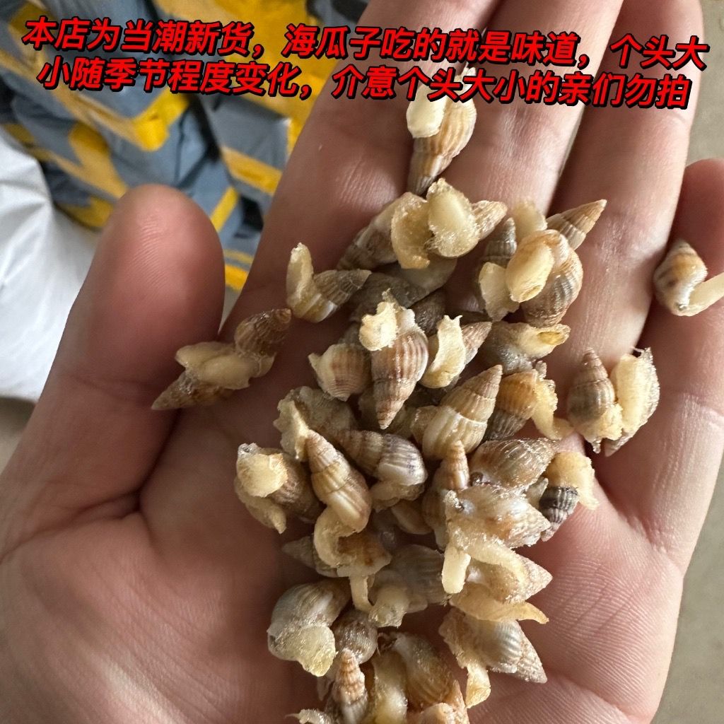 海水螺海锥海螺丝小海螺小海螺钉螺麻辣海鲜食材捞汁食材