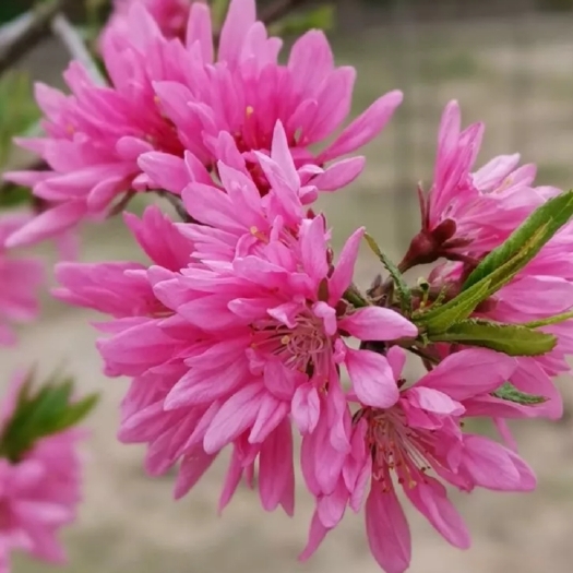 菊花桃苗 观赏桃苗 多重花瓣桃苗