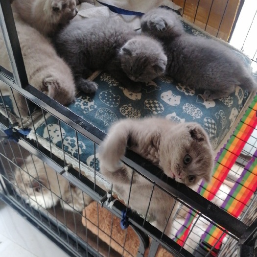 成都蓝猫布偶