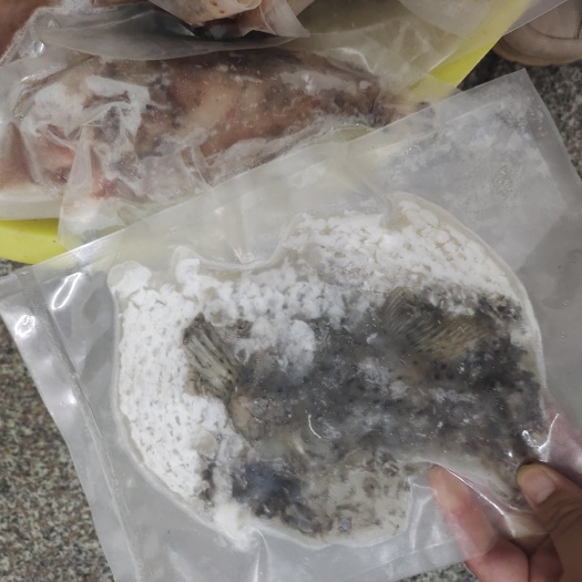 琼海市冷冻刺豚鱼-活杀极冻刺豚鱼-海南供应刺豚鱼