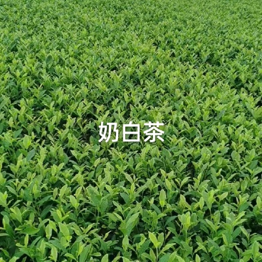 雅安茶树苗奶白茶