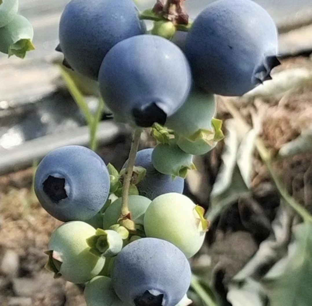 莒县蓝莓大量供货一手货源质量保证，口感好，价格不高需要老板联系