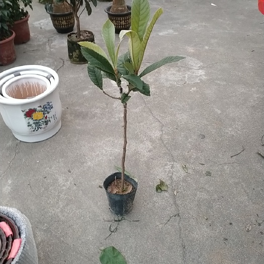 普宁市枇杷树苗