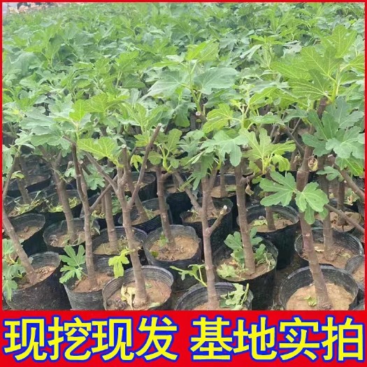 北京无花果树苗