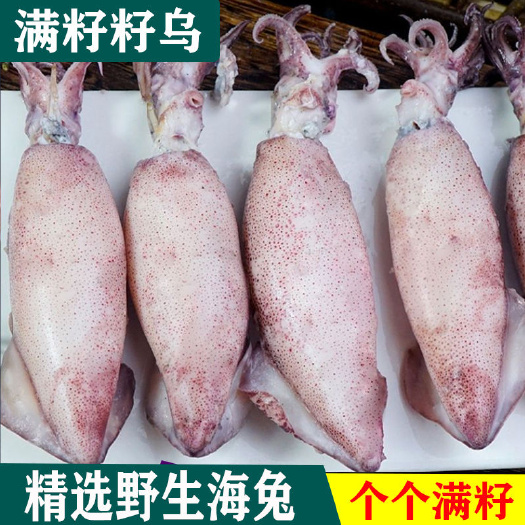 全籽海兔籽乌笔管鱼海鲜批发全籽籽乌膏鱿