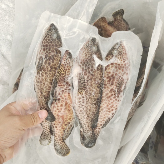 琼海市冷冻蜂巢斑-活杀极冻蜂巢斑批发-海南生鲜供应蜂巢斑