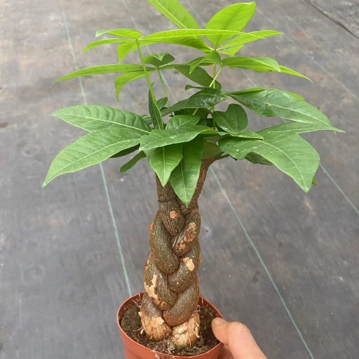 广州发财树奇趣造型发财树绿植盆栽供应居家办公室内绿植小盆栽形状美