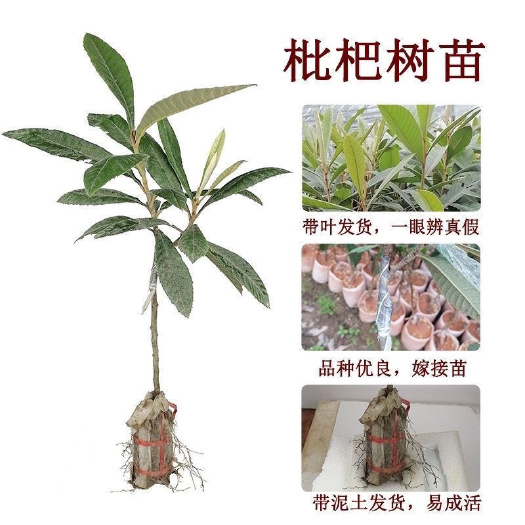 灵山县红皮枇杷红肉无核枇杷苗盆栽庭院嫁接果树苗四季结果纯甜耐寒品种