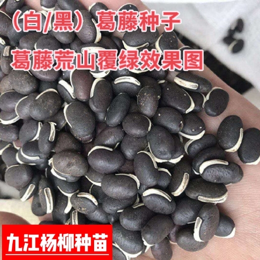 九江葛藤种子矿山修复护坡绿化多年生耐旱爬藤植护拉巴豆种籽荒山复绿