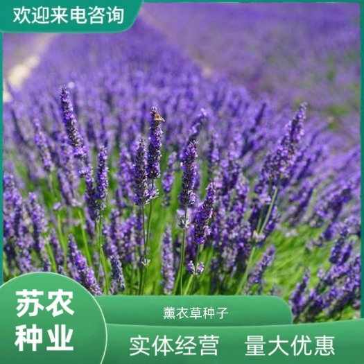 沭阳县薰衣草种子四季阳台庭院盆栽香草植物花籽多年生耐寒易种活草花孑
