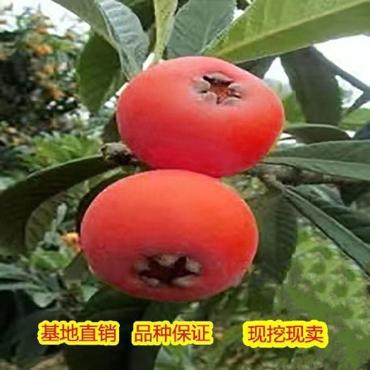 红皮枇杷红肉无核枇杷苗盆栽庭院嫁接果树苗四季结果纯甜耐寒品种
