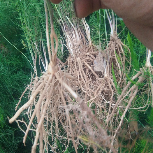 曹县芦笋种苗 芦笋苗 基地现挖芦笋大苗批发芦笋根苗