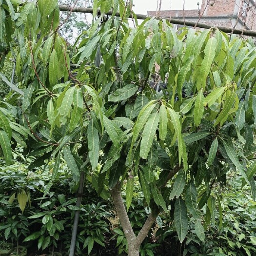 东莞市芒果苗