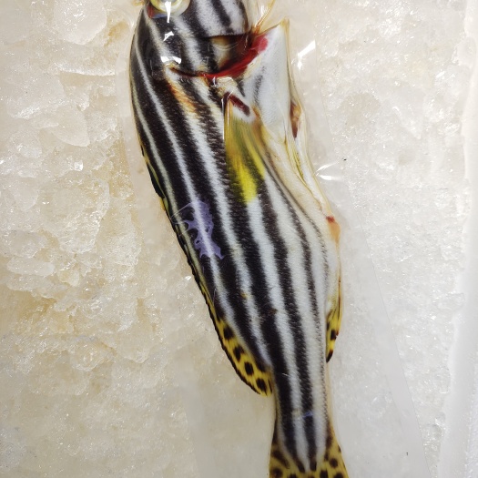 琼海市冷冻斑马鲷鱼-活杀极冻斑马鲷-海南供应斑马鲷