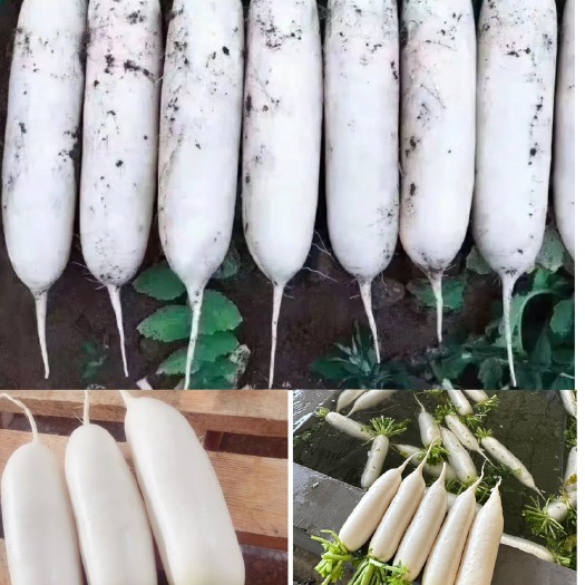 沙洋县精品白萝卜