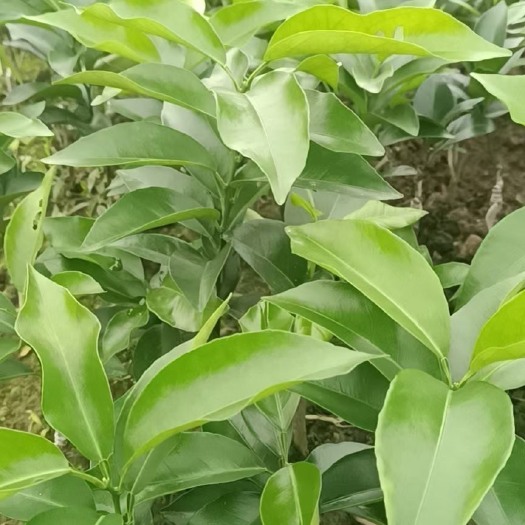 东莞市大量现苗，大叶枳橙头沃柑新苗。