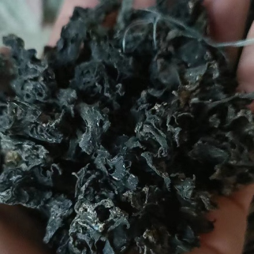 同心县免洗地皮菜（地软子）
