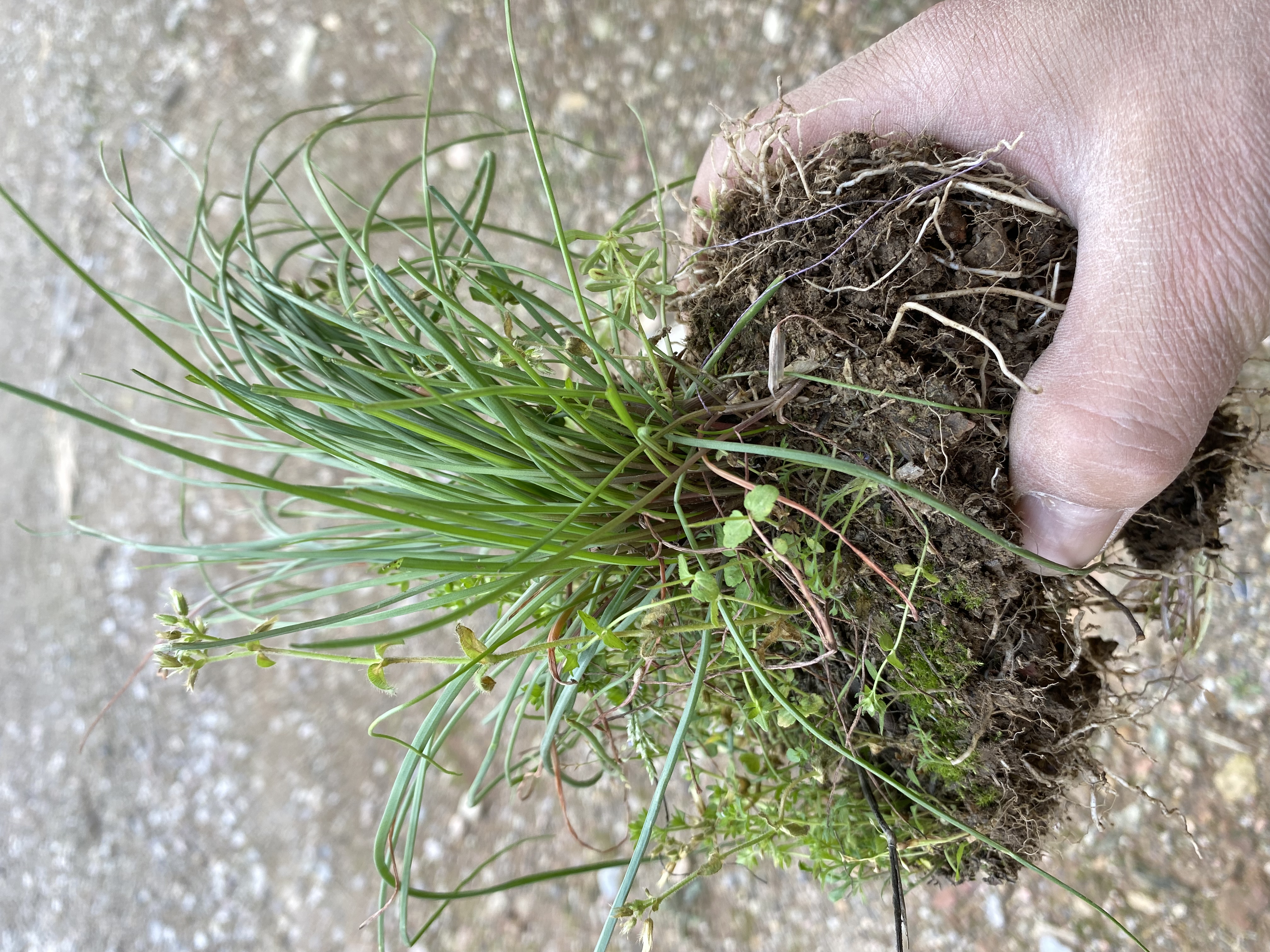 野生荞头种小藟头种多年生的香荞头苗子