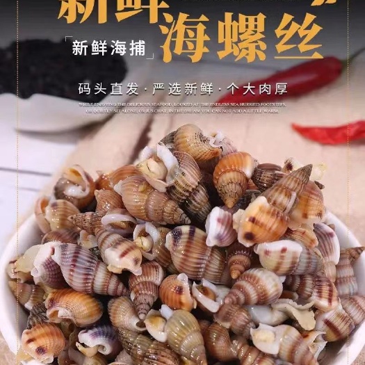 连云港海水螺海锥海螺丝小海螺小海螺钉螺麻辣海鲜食材捞汁食材