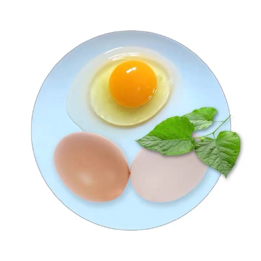 深圳桑叶无菌鸡蛋