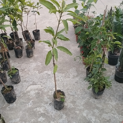 普宁市金煌芒果苗