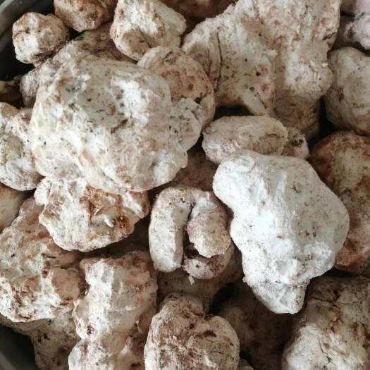 岑溪市新鲜现挖茯苓 手工切块 自然晒干 正品无硫磺