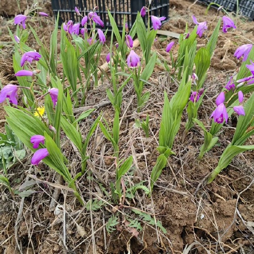 商南县露天驯化紫花白芨苗 块茎大 高成活 率三叉白芨苗