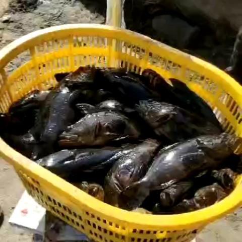 琼海市冷冻珍珠龙胆斑-活鱼极冻珍珠龙胆斑-海南供应珍珠龙胆斑