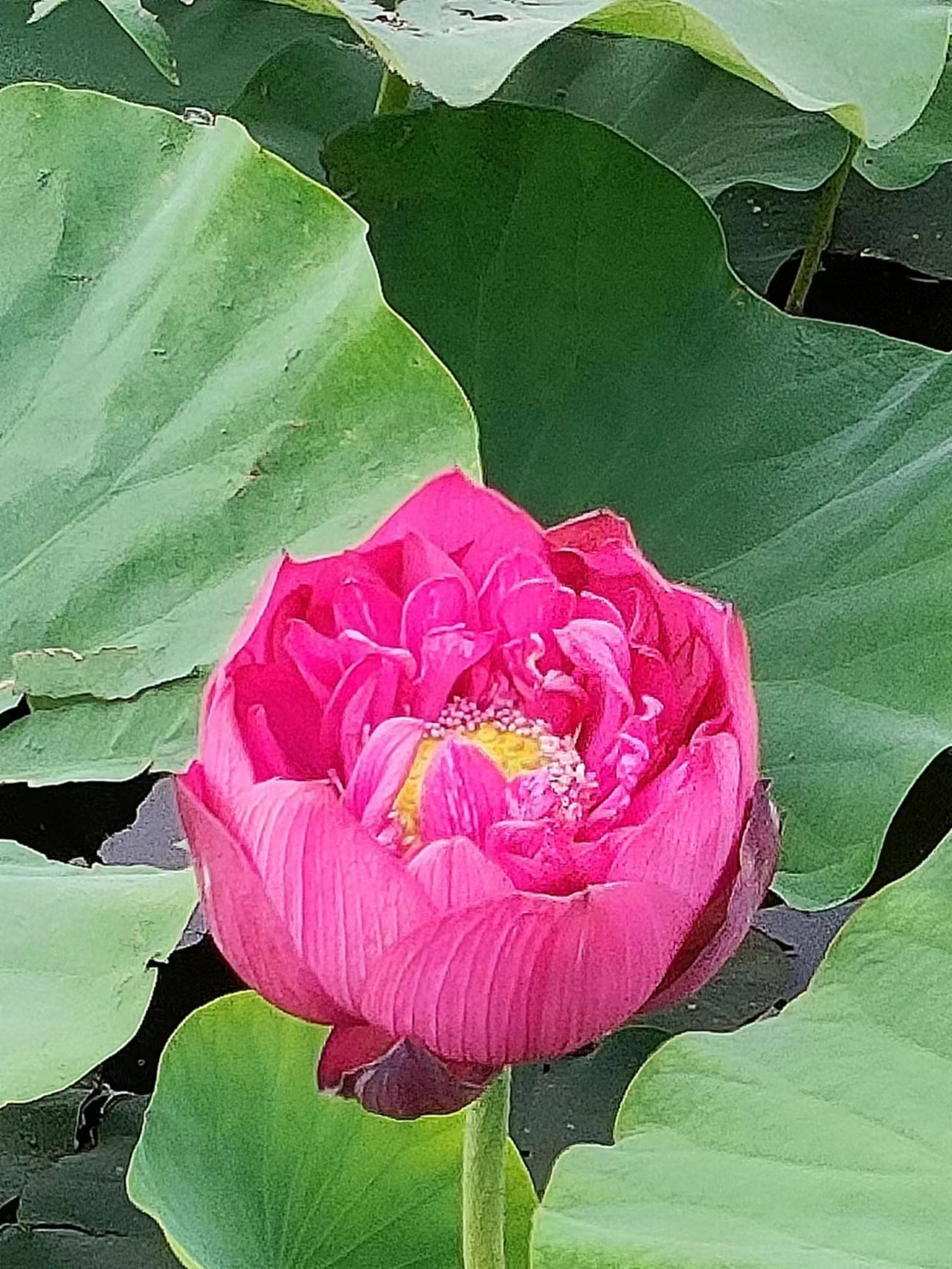 荷花种子
