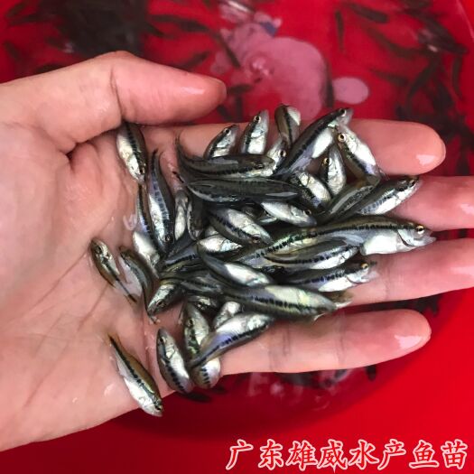广州加州鲈鱼苗淡水鱼苗