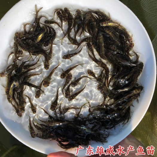 广州杂交黄骨鱼苗黄颡鱼苗