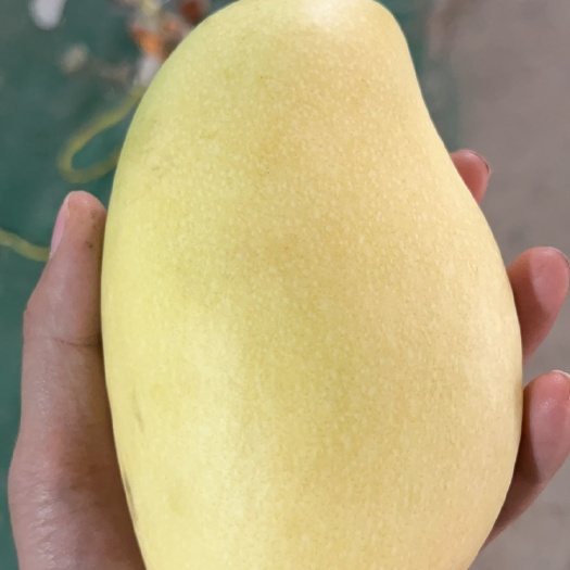 昆明玉芒越南工厂直发