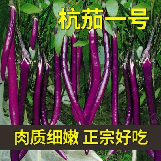 无锡杭茄一号长茄种子 特大线茄茄子