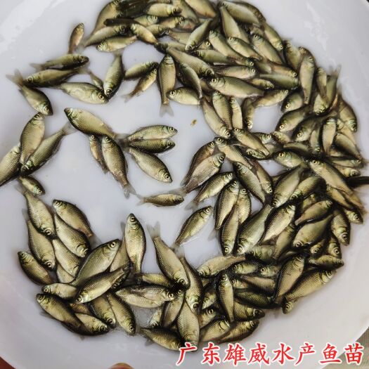 广州鲫鱼苗中科5号鲫鱼苗