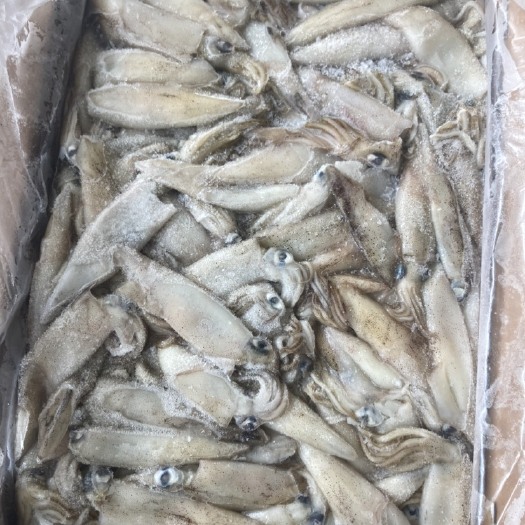 福州美国加州笔管鱿鱼