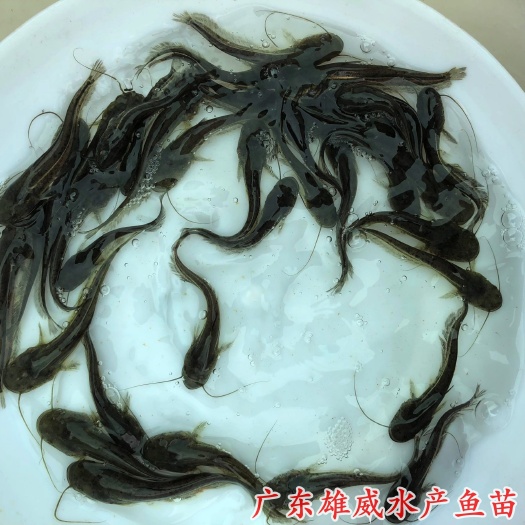 广州杂交南方大口鲶鱼苗黄鲶鱼苗