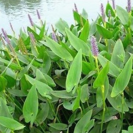 微山县再力花多年水生花卉紫色系易成活承接种植