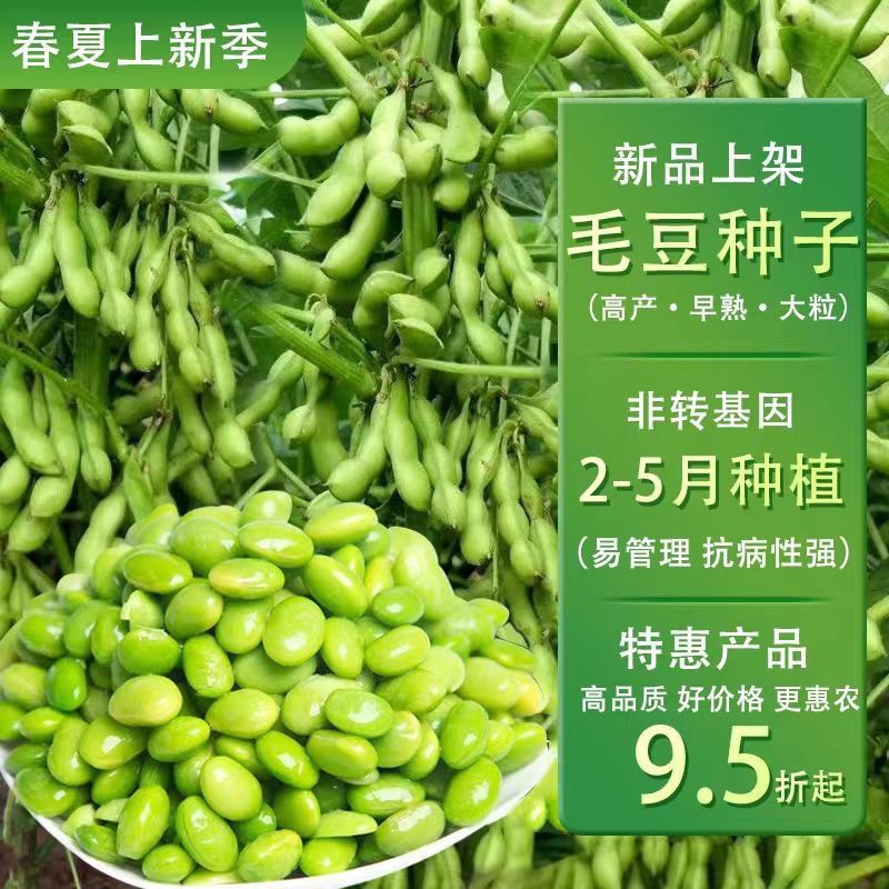 毛豆种子 特早熟大粒菜毛豆种子