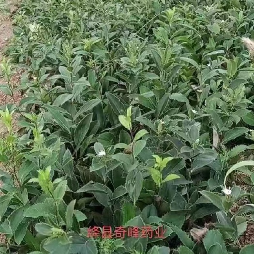 承德一代籽繁育