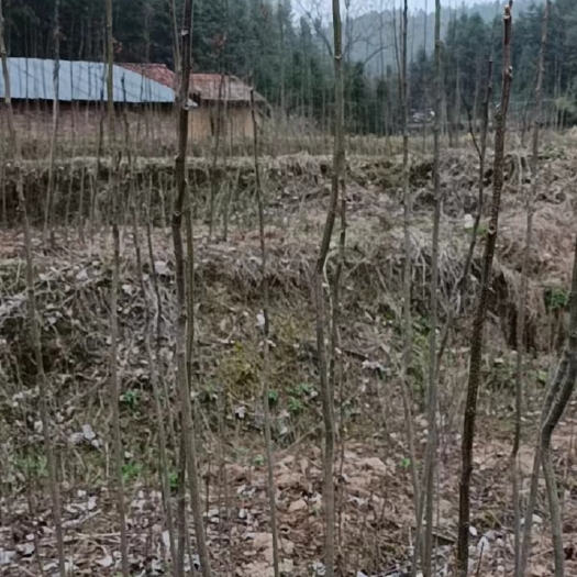 郴州栾树苗