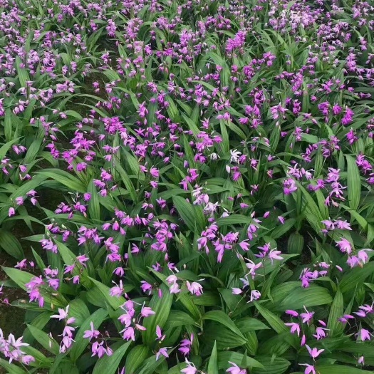 白芨  紫花白芨  地苗，杯苗
